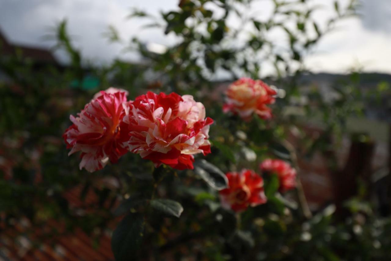 Homestay Doc Tinh Da Lat Zewnętrze zdjęcie